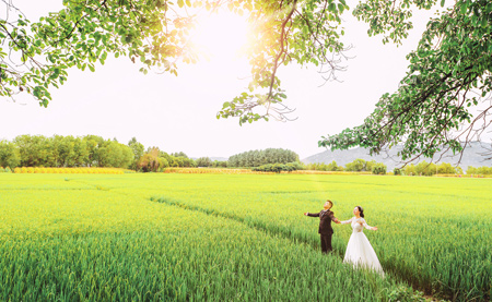 稻田+夫妻树+环海路